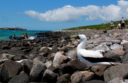 Birds are seen on island in the Abrolhos Marine Park, in southern Bahia.の写真素材