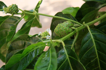morinda citrifolia fruit, commonly known as noni, is seen on a street in the city of Salvador.