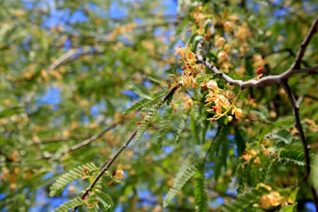 tamarino tree is seen with flowers in the city of Salvador.の写真素材