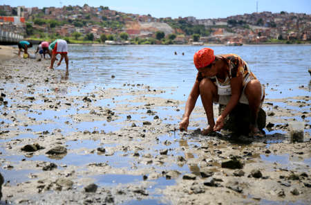 salvador, bahia, brazil - february 12, 2021: sissies are seen collecting seafood from the sea in the region of Sao Joao do Cabrito in the city of Salvador.のeditorial素材