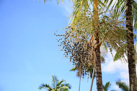 plantation of acai palms (euterpe oleracea) in the city of Salvador.の写真素材