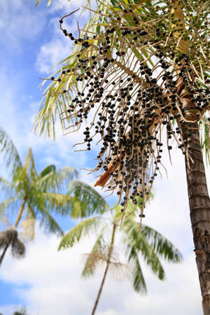 plantation of acai palms (euterpe oleracea) in the city of Salvador.