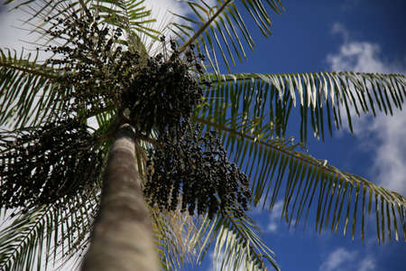 plantation of acai palms (euterpe oleracea) in the city of Salvador.