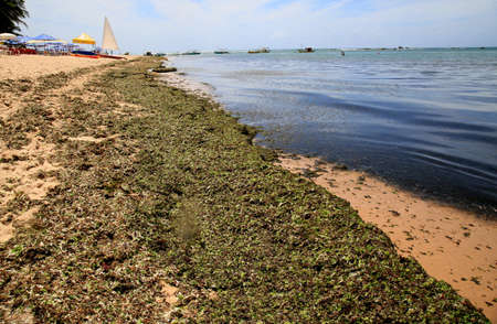 salvador, bahia, brazil - december 21, 2020: seaweed infestation is seen on the sand of Itapua beach, in the city of Salvador.のeditorial素材