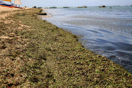 salvador, bahia, brazil - december 21, 2020: seaweed infestation is seen on the sand of Itapua beach, in the city of Salvador.のeditorial素材