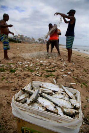 salvador, bahia, brazil - december 18, 2020: fishermen are seen during fishing with a trawl along the fishing colony on Pituba beach, in the city of Salvador.のeditorial素材