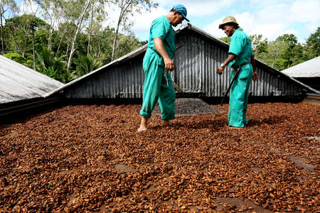 ilheus, bahia / brazil - july 7, 2011: employee of a cocoa plantation farm are seen on a barge to dry the amendos for chocolate production in the city of Ilheus.のeditorial素材