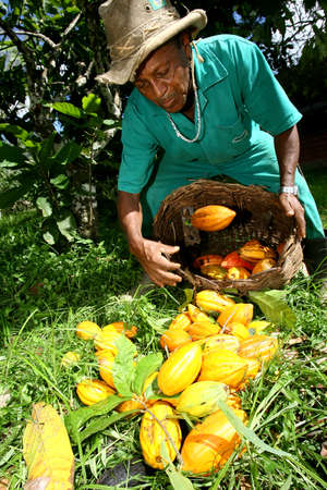 ilheus, bahia / brazil - november 21, 2011: employees of a cocoa plantation farm are seen during fruit processing for the production of chocolate in the city of Ilheus, in southern Bahia.のeditorial素材