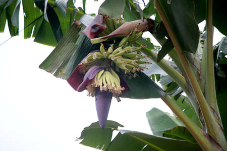 banana plantation in the countryside in the rural area of Mata de Sao Joaoの写真素材