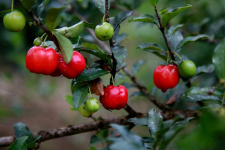 ] acerola fruit plantation on a farm in the rural area of the city of Mata de Sao Joao.の写真素材
