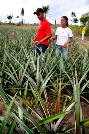 guaratinga, bahia / brazil - may13, 2008: farmers are seen in a pineapple plantation in a rural settlement in the city of Guaratinga.のeditorial素材