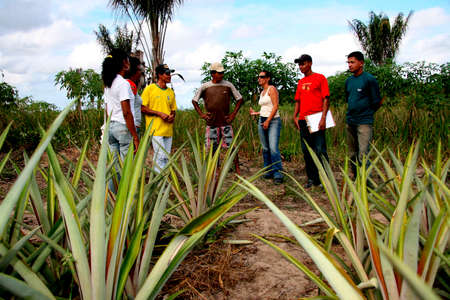 guaratinga, bahia / brazil - may13, 2008: farmers are seen in a pineapple plantation in a rural settlement in the city of Guaratinga.のeditorial素材