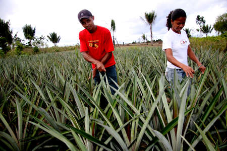 guaratinga, bahia / brazil - may13, 2008: farmers are seen in a pineapple plantation in a rural settlement in the city of Guaratinga.のeditorial素材