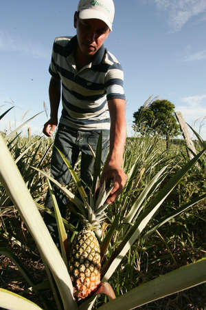 eunapolis, bahia / brazil - november 30, 2009: Pineapple plantation in the city of Eunapolis.のeditorial素材