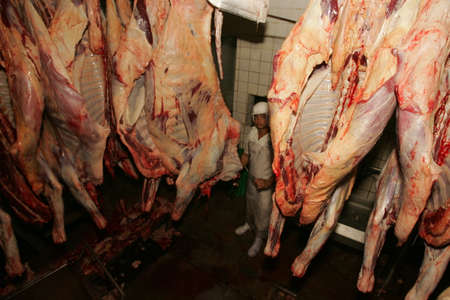 eunapolis, bahia / bahia - september 1, 2010: slaughterhouse employee is seen doing meat processing of slaughtered bollino in Eunapolis city.のeditorial素材