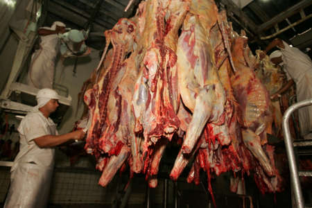 eunapolis, bahia / bahia - september 1, 2010: slaughterhouse employee is seen doing meat processing of slaughtered bollino in Eunapolis city.のeditorial素材