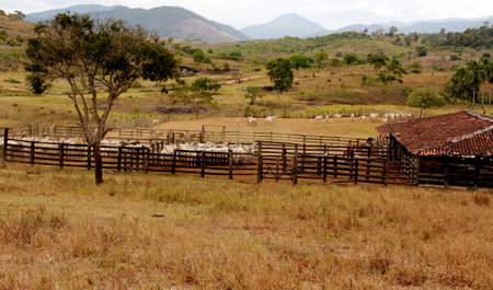 pau brasil, bahia / brazil - april 17, 2012: cattle corral is seen on a farm in the rural area of the city of Pau Brasil, in southern Bahia.のeditorial素材