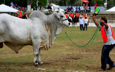 salvador, bahia / brazil - december 2, 2016: Nelore cattle are seen at the Salvador City Exhibition Park during during Farming Exhibition.のeditorial素材