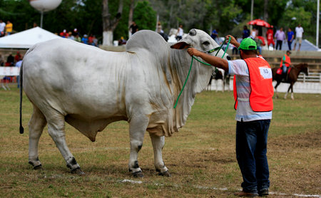 salvador, bahia / brazil - december 2, 2016: Nelore cattle are seen at the Salvador City Exhibition Park during during Farming Exhibition.のeditorial素材