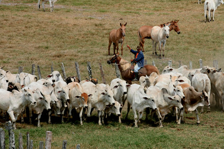 pau brasil, bahia / brazil - April 15, 2012: Cattle breeding is seen on farm in the countryside of Pau Brazil.のeditorial素材