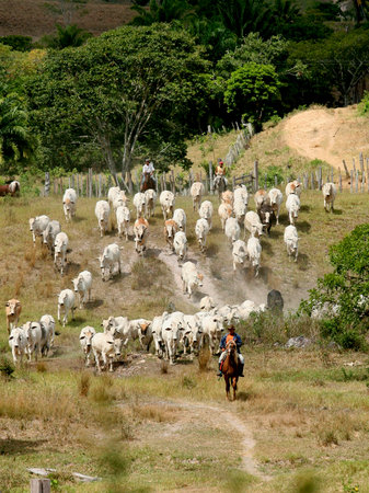 pau brasil, bahia / brazil - April 15, 2012: Cattle breeding is seen on farm in the countryside of Pau Brazil.のeditorial素材
