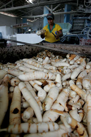 eunapolis, bahia / brazil - april 28, 2011: Production of cassava flour in a factory in the municipality of Eunapolis.のeditorial素材