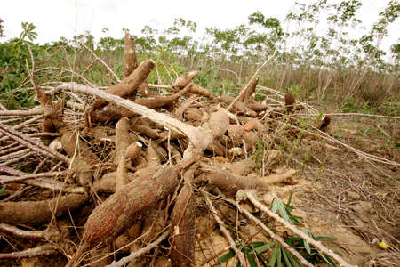 eunapolis, bahia / brazil - april 28, 2011: Farmer is seen during Cassava harvesting for flour...