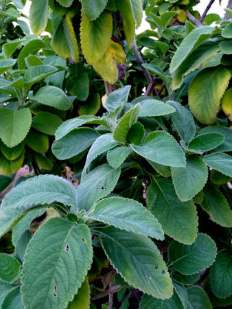 plectranthus barbatus plant, known by the taxonomic synonym or garden boldo, seen in the city of Salvador.の写真素材