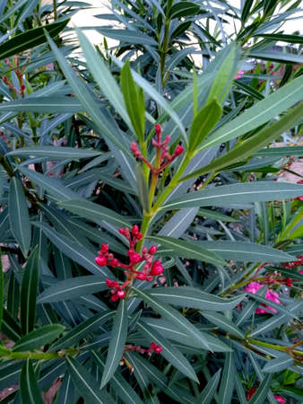 oleander plant is seen in a garden in the city of Salvador.