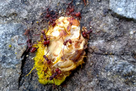 salvador, bahia, brazil - november 26, 2020: leaf-cutting ants are seen cutting a mango fruit in a garden in the city of Salvador.の写真素材