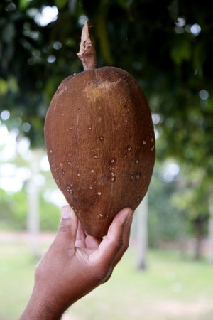 monguba fruit also known as chestnut of gianas and also as wild cacao is seen in the city of Mata de Sao Joao.の写真素材