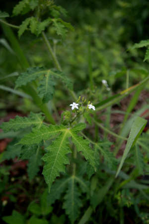 tiredness plant is seen on land in the city of Salvador.
