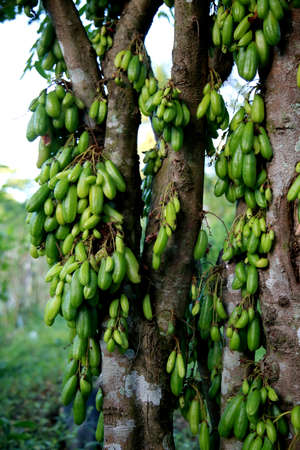 biribiri plantation in the city of Mata de Sao Joao.の写真素材