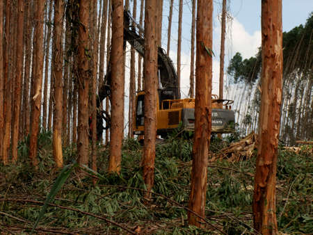 eunapolis, bahia / brazil - november 26, 2010: Harvester is seen cutting eucalyptus trees for pulp...