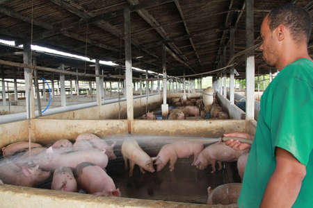 itabuna, bahia / brazil - june 15, 2012: Pig breeding farm in the city of Itabuna.のeditorial素材