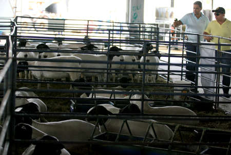 salvador, bahia / brazil - december 2, 2016: Sheep breeding is seen in Salvador City Exhibition Park during during Farming Exhibition. .のeditorial素材