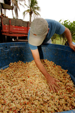 porto Seguro, bahia / brazil - january 16, 2008: farmer shows cupuacu seed on a farm in the city of...