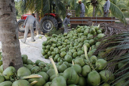 mata de sao joao, bahia / brazil - october 18, 2020: coconut tree is seen on a farm in the countryside in the city of Mata de Sao Joao.のeditorial素材