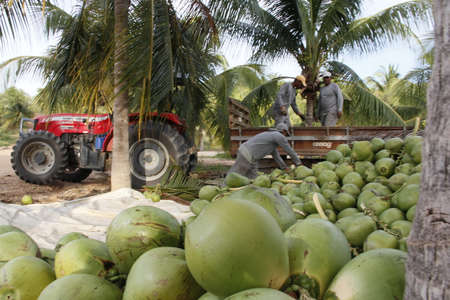 mata de sao joao, bahia / brazil - october 18, 2020: coconut tree is seen on a farm in the countryside in the city of Mata de Sao Joao.のeditorial素材