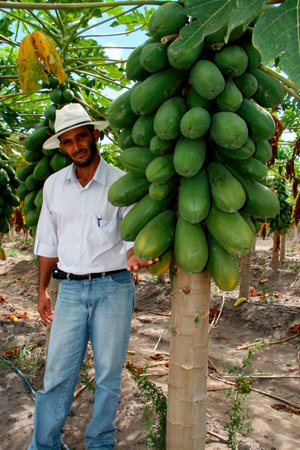 eunapolis, bahia / brazil - february 13, 2008: Papaya plantation on farm in rural Eunapolis city.のeditorial素材