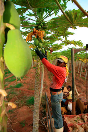 mucuri, bahia / brazil - june 4, 2010: Papaya harvest in plantation in the city of Mucuri. Frustas are intended for export.のeditorial素材