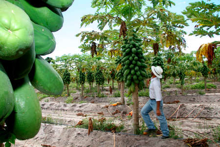 mucuri, bahia / brazil - june 4, 2010: Papaya harvest in plantation in the city of Mucuri. Frustas are intended for export.のeditorial素材