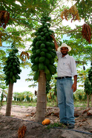 mucuri, bahia / brazil - june 4, 2010: Papaya harvest in plantation in the city of Mucuri. Frustas are intended for export.のeditorial素材