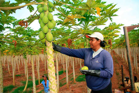 mucuri, bahia / brazil - june 4, 2010: Papaya harvest in plantation in the city of Mucuri. Frustas are intended for export.のeditorial素材
