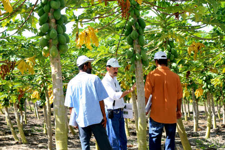 eunapolis, bahia / brazil - august 30, 2008: papaya plantation in the city of Eunapolis, in southern Bahia.のeditorial素材