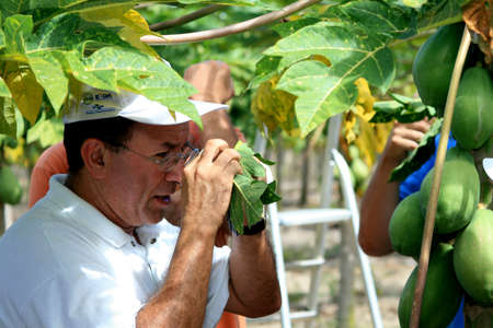 eunapolis, bahia / brazil - august 30, 2008: papaya plantation in the city of Eunapolis, in southern Bahia.のeditorial素材