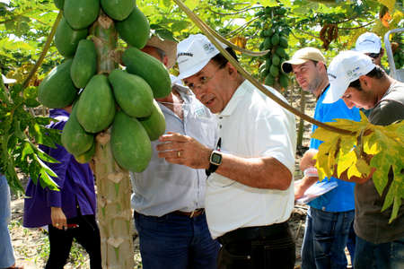 eunapolis, bahia / brazil - august 30, 2008: papaya plantation in the city of Eunapolis, in southern Bahia.のeditorial素材