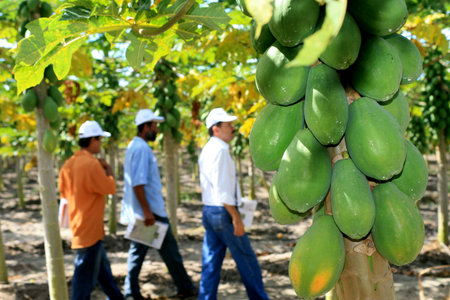 eunapolis, bahia / brazil - august 30, 2008: papaya plantation in the city of Eunapolis, in southern Bahia.のeditorial素材