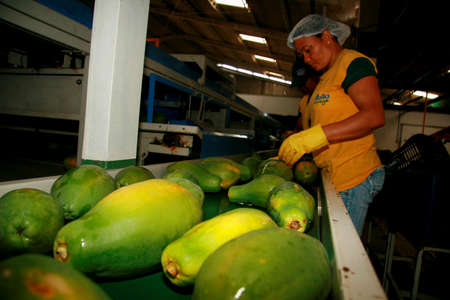 mucuri, bahia / brazil - march 11, 2009: collection and processing of papaya for export in the city of Mucuri.のeditorial素材