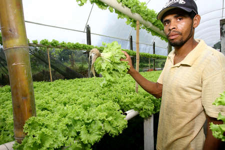 ilheus, bahia / brazil - january 30, 2012: Plantation of hydroponic lettuce in a garden of organic products in the municipality of Ilheus.のeditorial素材